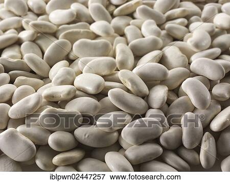 Dermason beans View Large Photo Image Stock Photo - Dermason beans. Fotosearch