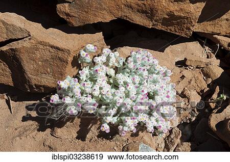 "Desert Edelweiss or South-West Edelweiss (Helichrysum roseo-niveum), Huab River Valley, Torra Conservancy, Damaraland, Kunene Region, Namibia, Africa" View Large Photo Image Stock Photo - "Desert Edelweiss or South-West Edelweiss (Helichrysum roseo-niveum), Huab River Valley, Torra Conservancy, Damaraland, Kunene Region, Namibia, Africa". Fotosearch
