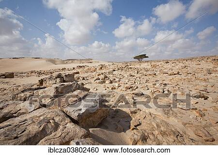 Stock Image - "Desert landscape, Oman, Asia". Fotosearch