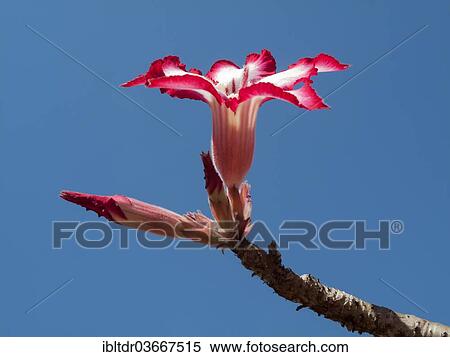 "Desert Rose (Adenium multiflorum), Kruger National Park, South Africa, Africa" View Large Photo Image Stock Photography - "Desert Rose (Adenium multiflorum), Kruger National Park, South Africa, Africa". Fotosearch
