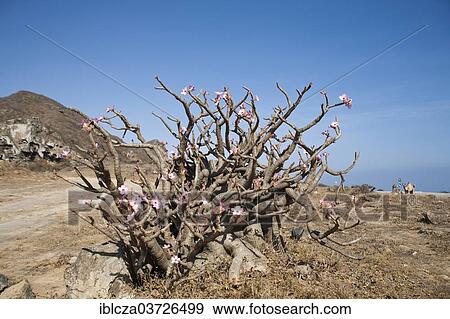 Stock Photo - "Desert Rose (Adenium obesum), Jabal Al Qamar, Oman, Asia". Fotosearch