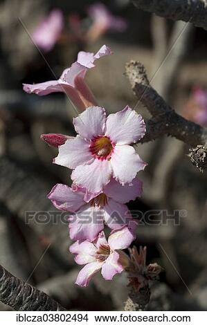 "Desert Rose (Adenium obesum), Oman, Asia" View Large Photo Image Picture - "Desert Rose (Adenium obesum), Oman, Asia". Fotosearch