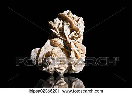 "Desert Rose or Gypsum Rose, 15cm high and 10cm wide, found in Tunisia, Africa" View Large Photo Image Stock Image - "Desert Rose or Gypsum Rose, 15cm high and 10cm wide, found in Tunisia, Africa". Fotosearch