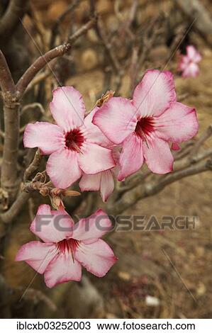"Desert Rose or Sabi Star (Adenium obesum), flowering, Maroua, Far North, Cameroon, Africa" View Large Photo Image Stock Image - "Desert Rose or Sabi Star (Adenium obesum), flowering, Maroua, Far North, Cameroon, Africa". Fotosearch
