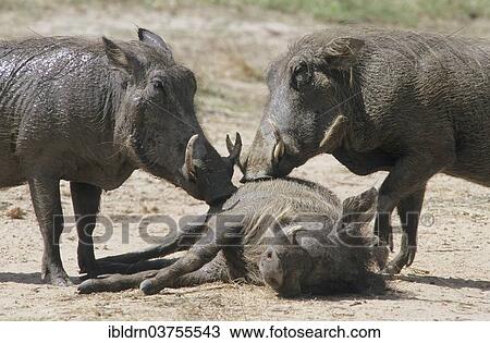 "Desert Warthog (Phacochoerus aethiopicus) during grooming, Kruger National Park, Mpumalanga, South Africa, Africa" View Large Photo Image Stock Image - "Desert Warthog (Phacochoerus aethiopicus) during grooming, Kruger National Park, Mpumalanga, South Africa, Africa". Fotosearch