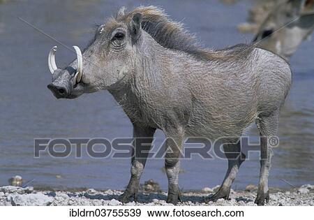 "Desert Warthog (Phacochoerus aethiopicus), Kruger National Park, Mpumalanga, South Africa, Africa" View Large Photo Image Stock Photo - "Desert Warthog (Phacochoerus aethiopicus), Kruger National Park, Mpumalanga, South Africa, Africa". Fotosearch