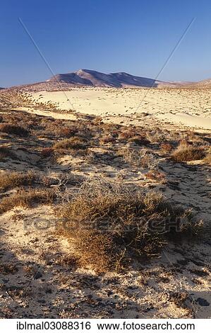 "Desertlike landscape, Risco del Paso, Fuerteventura, Canary Islands, Spain, Europe" View Large Photo Image Stock Photograph - "Desertlike landscape, Risco del Paso, Fuerteventura, Canary Islands, Spain, Europe". Fotosearch