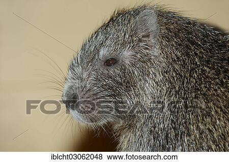 "Desmarest's Hutia or Cuban Hutia (Capromys pilorides), portrait, native of Cuba, captive, Germany, Europe" View Large Photo Image Stock Photo - "Desmarest's Hutia or Cuban Hutia (Capromys pilorides), portrait, native of Cuba, captive, Germany, Europe". Fotosearch