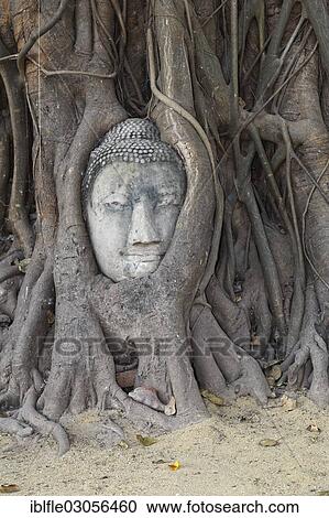 "Detached Buddha head overgrown by a tree, temple ruins of Wat Mahathat, Phra Nakhon Si Ayutthaya, Ayutthaya, Ayutthaya province, Central Thailand, Thailand, Asia" View Large Photo Image Stock Image - "Detached Buddha head overgrown by a tree, temple ruins of Wat Mahathat, Phra Nakhon Si Ayutthaya, Ayutthaya, Ayutthaya province, Central Thailand, Thailand, Asia". Fotosearch