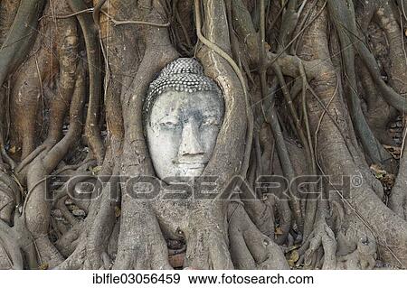 "Detached Buddha head overgrown by a tree, temple ruins of Wat Mahathat, Phra Nakhon Si Ayutthaya, Ayutthaya, Ayutthaya province, Central Thailand, Thailand, Asia" View Large Photo Image Stock Photo - "Detached Buddha head overgrown by a tree, temple ruins of Wat Mahathat, Phra Nakhon Si Ayutthaya, Ayutthaya, Ayutthaya province, Central Thailand, Thailand, Asia". Fotosearch