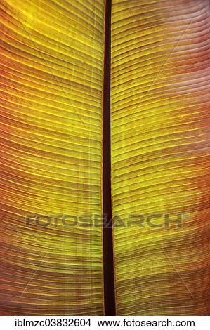 "Detail, discolored leaf of an ornamental banana (Musa arnoldiana), Mainau, Baden-Wurttemberg, Germany, Europe" View Large Photo Image Picture - "Detail, discolored leaf of an ornamental banana (Musa arnoldiana), Mainau, Baden-Wurttemberg, Germany, Europe". Fotosearch