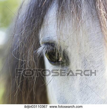 "Detail, eye of a horse, Germany, Europe" View Large Photo Image Stock Photo - "Detail, eye of a horse, Germany, Europe". Fotosearch