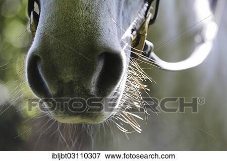 "Detail, horse's nostrils, Germany, Europe" View Large Photo Image Stock Photo - "Detail, horse's nostrils, Germany, Europe". Fotosearch
