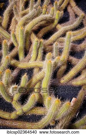 Stock Image - "Detail of a cactus in Lanzarote, Spain, Europe". Fotosearch