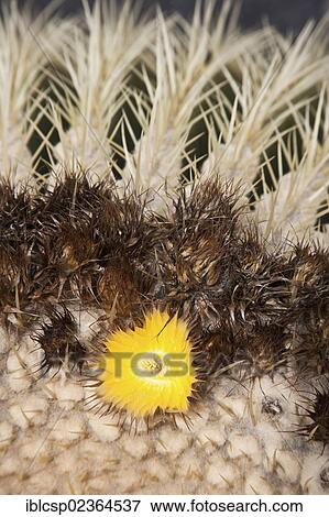 Stock Photo - "Detail of a cactus in Lanzarote, Spain, Europe". Fotosearch