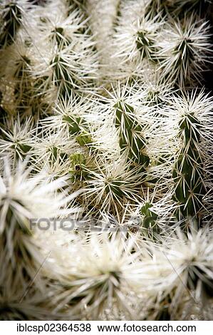 "Detail of a cactus in Lanzarote, Spain, Europe" View Large Photo Image Stock Photo - "Detail of a cactus in Lanzarote, Spain, Europe". Fotosearch