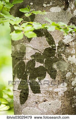 Stock Photo - "Detail of Common Beech tree (Fagus Sylvatica) and leaves, Vadstena, Ostergotland County, Sweden, Europe". Fotosearch