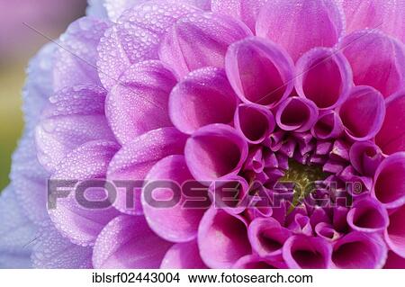 "Detail view, Dahlia (Dahlia), Hesse, Germany, Europe" View Large Photo Image Picture - "Detail view, Dahlia (Dahlia), Hesse, Germany, Europe". Fotosearch