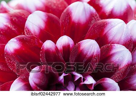 "Detail view, Dahlia (Dahlia), Hesse, Germany, Europe" View Large Photo Image Stock Photo - "Detail view, Dahlia (Dahlia), Hesse, Germany, Europe". Fotosearch