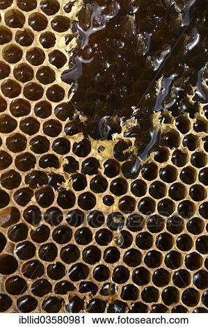 Stock Image - Detail view of a honeycomb. Fotosearch