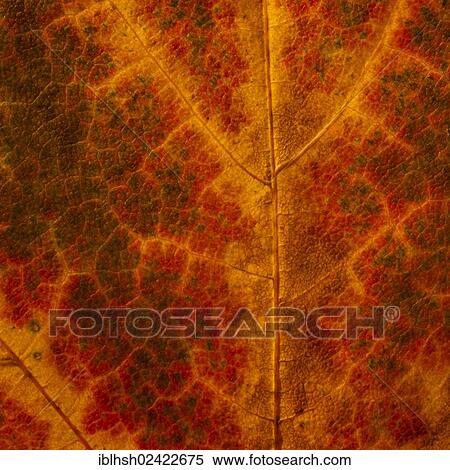 Detail view of an autumn leaf View Large Photo Image Stock Photography - Detail view of an autumn leaf. Fotosearch