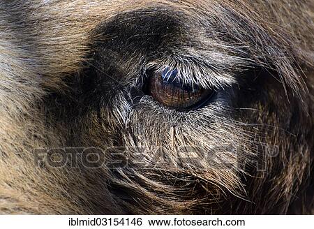 "Detail view of the eye of a Bactrian camel (Camelus ferus), captive, Tierpark, Gettorf, Schleswig-Holstein, Germany, Europe" View Large Photo Image Stock Photograph - "Detail view of the eye of a Bactrian camel (Camelus ferus), captive, Tierpark, Gettorf, Schleswig-Holstein, Germany, Europe". Fotosearch