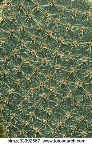 "Detail view, pad of an Opuntia (Opuntia macrocalyx), Erlangen, Bavaria, Germany, Europe" View Large Photo Image Stock Photo - "Detail view, pad of an Opuntia (Opuntia macrocalyx), Erlangen, Bavaria, Germany, Europe". Fotosearch