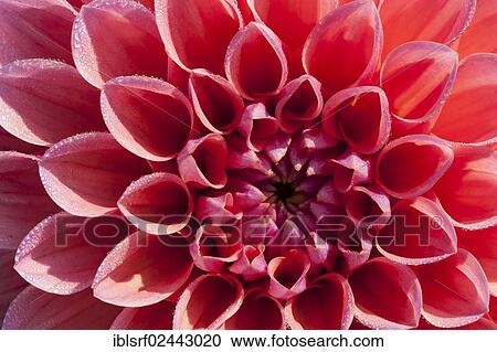 "Detailed view, Dahlia (Dahlia), Hesse, Germany, Europe" View Large Photo Image Stock Image - "Detailed view, Dahlia (Dahlia), Hesse, Germany, Europe". Fotosearch