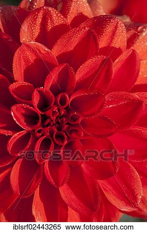 "Detailed view, Dahlia (Dahlia), Hesse, Germany, Europe" View Large Photo Image Stock Photography - "Detailed view, Dahlia (Dahlia), Hesse, Germany, Europe". Fotosearch