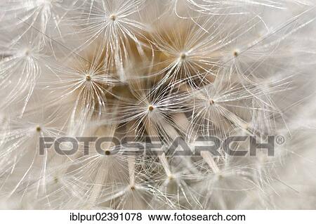 "Detailed view of a blowball, seeds of a dandelion (Taraxacum)" View Large Photo Image Stock Photo - "Detailed view of a blowball, seeds of a dandelion (Taraxacum)". Fotosearch