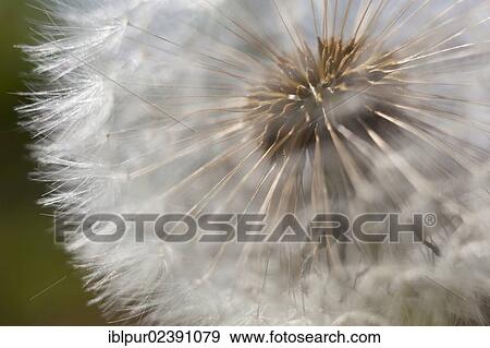 "Detailed view of a blowball, seeds of a dandelion (Taraxacum)" View Large Photo Image Stock Photo - "Detailed view of a blowball, seeds of a dandelion (Taraxacum)". Fotosearch