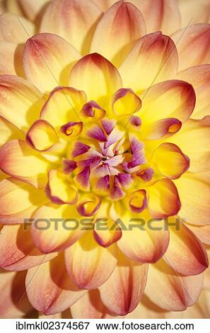 "Detailed view of a Dahlia blossom (Dahlia), Anna 2005 variety, Germany, Europe" View Large Photo Image Stock Photo - "Detailed view of a Dahlia blossom (Dahlia), Anna 2005 variety, Germany, Europe". Fotosearch