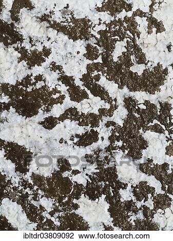 "Detailed view of salt deposits on salt marshes in the central Death Valley, Death Valley National Park, California, USA" View Large Photo Image Stock Image - "Detailed view of salt deposits on salt marshes in the central Death Valley, Death Valley National Park, California, USA". Fotosearch
