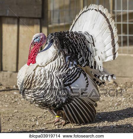 Picture - "Deutsche Pute or Crollwitzer, turkey breed, male displaying, Tyrol, Austria, Europe". Fotosearch