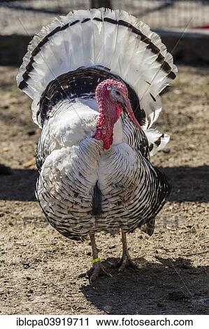 "Deutsche Pute or Crollwitzer, turkey breed, male displaying, Tyrol, Austria, Europe" View Large Photo Image Stock Image - "Deutsche Pute or Crollwitzer, turkey breed, male displaying, Tyrol, Austria, Europe". Fotosearch