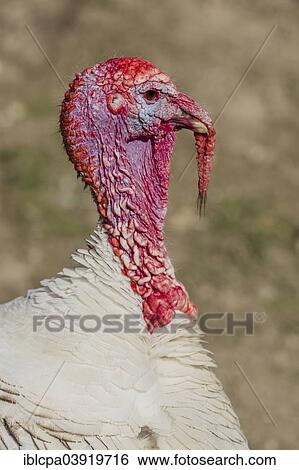 Stock Photograph - "Deutsche Pute or Crollwitzer, turkey breed, male, Tyrol, Austria, Europe". Fotosearch