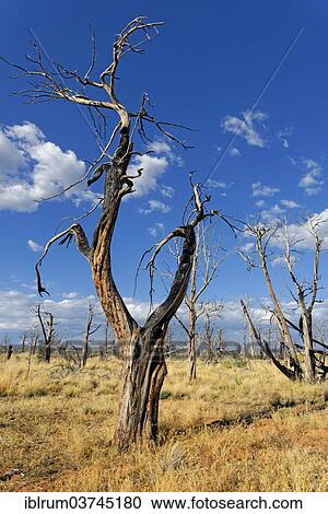 "Devastated landscape with dead trees after a forest fire in 2002, Cedar Tree Tower, Mesa Verde National Park, Colorado, United States, North America" View Large Photo Image Stock Image - "Devastated landscape with dead trees after a forest fire in 2002, Cedar Tree Tower, Mesa Verde National Park, Colorado, United States, North America". Fotosearch