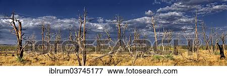 "Devastated landscape with dead trees after a forest fire in 2002, Cedar Tree Tower, Mesa Verde National Park, Colorado, United States, North America" View Large Photo Image Stock Photo - "Devastated landscape with dead trees after a forest fire in 2002, Cedar Tree Tower, Mesa Verde National Park, Colorado, United States, North America". Fotosearch