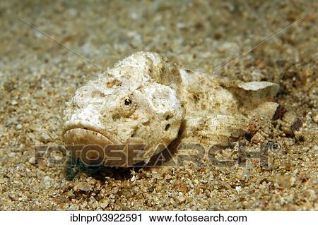 "Devil Scorpionfish (Scorpaenopsis diabolus), on sandy ocean bed, Sabang Beach, Puerto Galera, Mindoro, Philippines, Asia" View Large Photo Image Stock Image - "Devil Scorpionfish (Scorpaenopsis diabolus), on sandy ocean bed, Sabang Beach, Puerto Galera, Mindoro, Philippines, Asia". Fotosearch