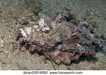 "Devil Stinger or Bearded Ghoul (Inimicus didactylus) on the sandy ocean floor, Great Barrier Reef, UNESCO World Natural Heritage Site, Pacific Ocean, Queensland, Australia, Oceania" View Large Photo Image Stock Image - "Devil Stinger or Bearded Ghoul (Inimicus didactylus) on the sandy ocean floor, Great Barrier Reef, UNESCO World Natural Heritage Site, Pacific Ocean, Queensland, Australia, Oceania". Fotosearch