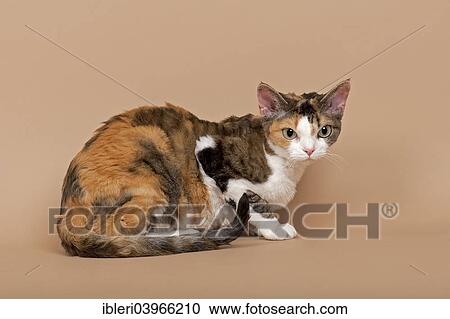 Stock Image - "Devon Rex, cat breed, tricolour". Fotosearch