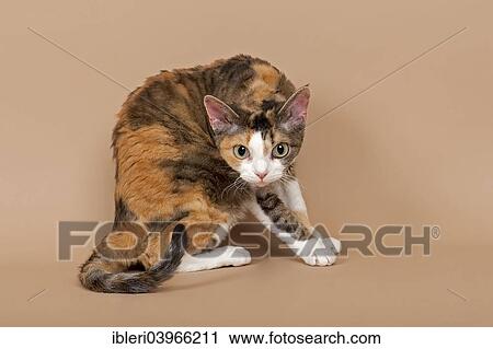 "Devon Rex, cat breed, tricolour" View Large Photo Image Stock Image - "Devon Rex, cat breed, tricolour". Fotosearch