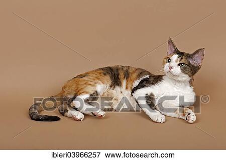 "Devon Rex, cat breed, tricolour" View Large Photo Image Stock Photo - "Devon Rex, cat breed, tricolour". Fotosearch