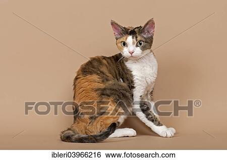 "Devon Rex, cat breed, tricolour" View Large Photo Image Stock Photograph - "Devon Rex, cat breed, tricolour". Fotosearch