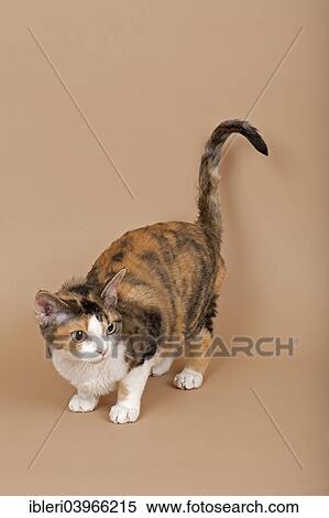 "Devon Rex, cat breed, tricolour" View Large Photo Image Stock Photography - "Devon Rex, cat breed, tricolour". Fotosearch
