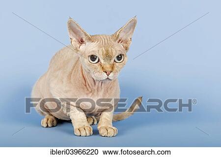 Stock Image - Devon Rex cat. Fotosearch