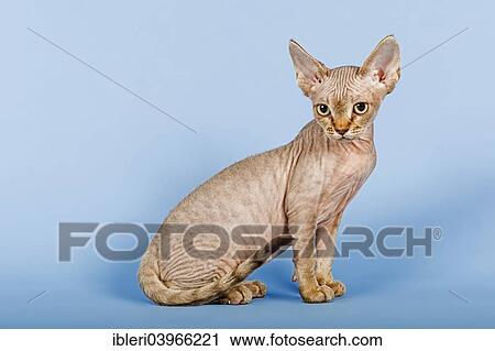 Stock Image - Devon Rex cat. Fotosearch