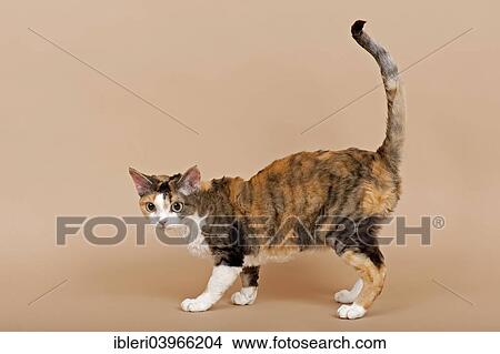 "Devon Rex cat, tricolor" View Large Photo Image Picture - "Devon Rex cat, tricolor". Fotosearch