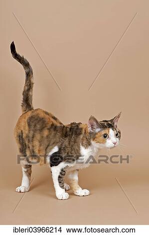 "Devon Rex cat, tricolor" View Large Photo Image Picture - "Devon Rex cat, tricolor". Fotosearch
