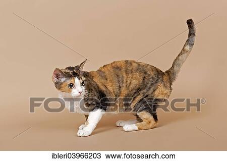 "Devon Rex cat, tricolor" View Large Photo Image Stock Image - "Devon Rex cat, tricolor". Fotosearch